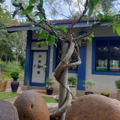 141026005 102527535184482 6699052837540547694 N